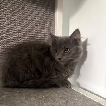 Abraxas -  Domestic Medium Hair Cat for Adoption in Fredericksburg, Virginia - Abraxas | PetCurious