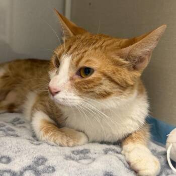 Domestic Short Hair Cats Available for Adoption in Sunnyvale, California - Toffee | PetCurious