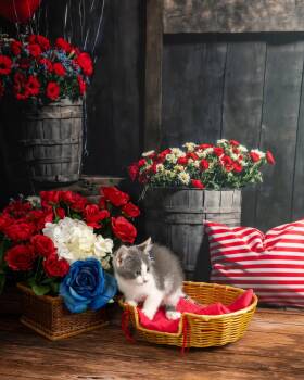 Tulip -  Domestic Short Hair Cat for Adoption in Lapeer, Michigan - Tulip | PetCurious