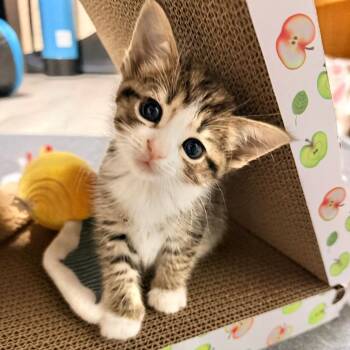 Pikachu -  Domestic Short Hair Cat for Adoption in Chapel Hill, North Carolina - Pikachu | PetCurious