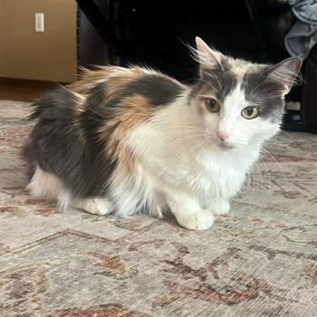 Domestic Long Hair Cats Available for Adoption in The Woodlands, Texas - Miss Gucci | PetCurious