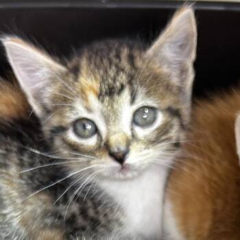 Zoey -  Domestic Short Hair Cat Available for Adoption in Leander, Texas - Zoey | PetCurious