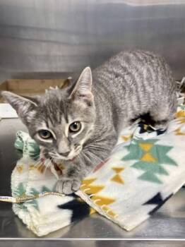 Rain -  Domestic Short Hair Cat for Adoption in Georgetown, South Carolina - Rain | PetCurious