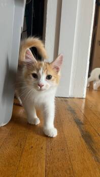 Pumpernickel -  Domestic Long Hair Cat for Adoption in San Francisco, California - Pumpernickel | PetCurious
