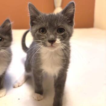 Cartier -  Domestic Short Hair Cat for Adoption in Chattanooga, Tennessee - Cartier | PetCurious