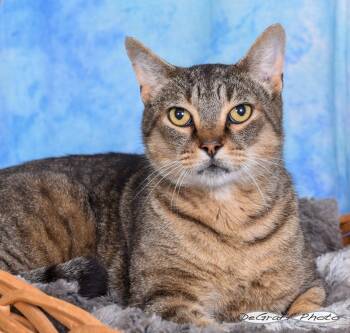 Domestic Short Hair Cats Available for Adoption in Pittsboro, North Carolina - Boss | PetCurious