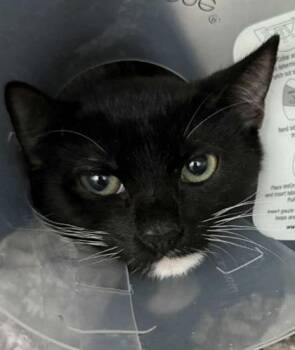 Rescue Domestic Short Hair Cats for Adoption in Annapolis, Maryland - Pearl | PetCurious