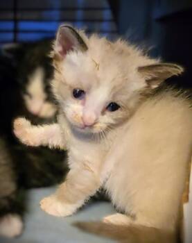 Siamese Cats Available for Adoption - Tunic | PetCurious