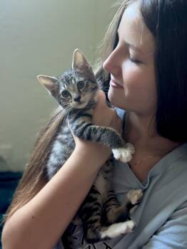 Domestic Short Hair Cats Available for Adoption in Port Orange, Florida - OATS (watch Video) Baby Kitten | PetCurious