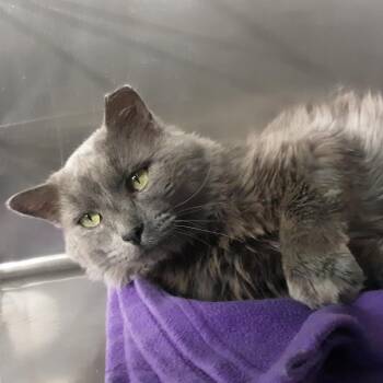 Tonch -  Domestic Medium Hair Cat for Adoption in Spokane, Washington - Tonch | PetCurious