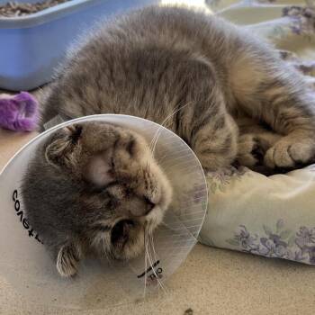 Scottie #94 -  Scottish Fold Cat for Adoption in Calverton, New York - Scottie #94 | PetCurious