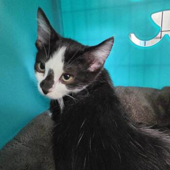 Gladys -  Domestic Short Hair Cat for Adoption in Oshkosh, Wisconsin - Gladys | PetCurious
