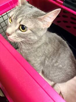 Domestic Short Hair Cats Available for Adoption in Kansas City, Missouri - Rina | PetCurious