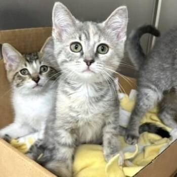 Parsley -  Domestic Short Hair Cat for Adoption - Parsley | PetCurious