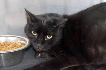 Domestic Short Hair Cats Available for Adoption - Brodny | PetCurious