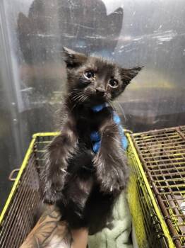 MASON -  Domestic Short Hair Cat for Adoption in San Antonio, Texas - MASON | PetCurious