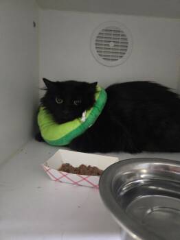 Rescue Domestic Medium Hair Cats for Adoption in Dearborn, Michigan - Ruby Mae | PetCurious