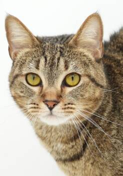Maze is A-MAZE-ING - therapy sweet snugglers - VIDEOS - LOVES EV -  Tabby and Bengal Cat for Adoption in Bedford Hills, New York - Maze Is A-MAZE-ING - Therapy Sweet Snugglers - VIDEOS - LOVES EV | PetCurious