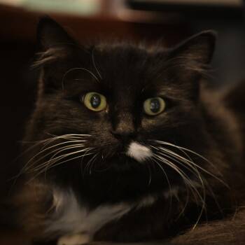 Rescue Domestic Medium Hair Cats for Adoption in Chilliwack, British Columbia - Nina | PetCurious