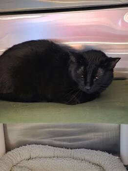 Domestic Short Hair Cats Available for Adoption in Leavenworth, Kansas - 26-0134 "Thrope" | PetCurious