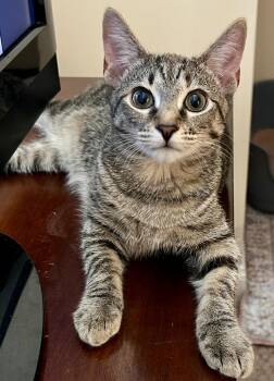 Pearl -  Domestic Short Hair Cat for Adoption in Fayetteville, North Carolina - Pearl | PetCurious
