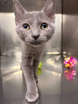 Flora -  Domestic Short Hair Cat for Adoption in Murray, Kentucky - Flora | PetCurious