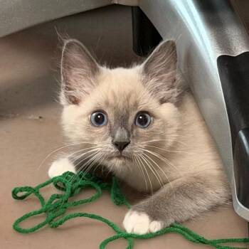 Inspector Poirot -  Siamese and Domestic Short Hair Cat for Adoption in Boerne, Texas - Inspector Poirot | PetCurious