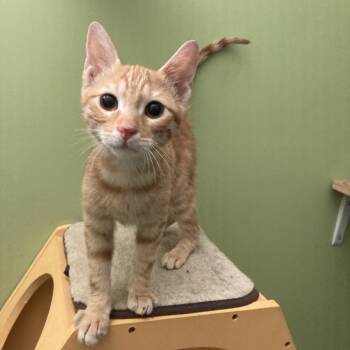 Rescue Domestic Short Hair Cats for Adoption in Fairfax Station, Virginia - Onze | PetCurious