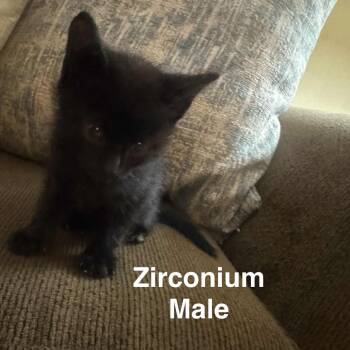 Rescue Domestic Short Hair Cats for Adoption in Branson, Missouri - Zirconium | PetCurious
