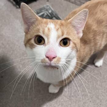 Big Boy -  Domestic Short Hair Cat for Adoption in Arlington Heights, Illinois - Big Boy | PetCurious