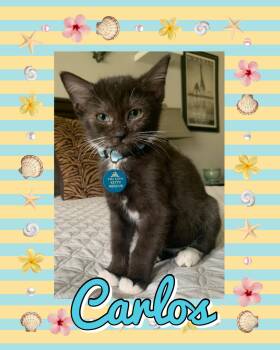 Carlos -  Tuxedo Cat for Adoption in Pasco, Washington - Carlos | PetCurious