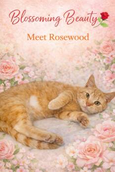 Tabby Cats Available for Adoption in Greenville, Delaware - Rosewood (FCID# 04/09/2026 1 Trainer) | PetCurious