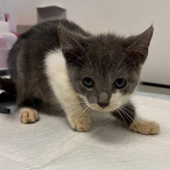 Monsterra -  Domestic Short Hair Cat for Adoption in Nashville, Tennessee - Monsterra | PetCurious
