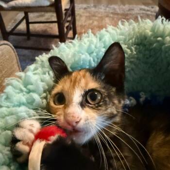 Candy Cabernet -  Domestic Short Hair Cat for Adoption in Prosper, Texas - Candy Cabernet | PetCurious