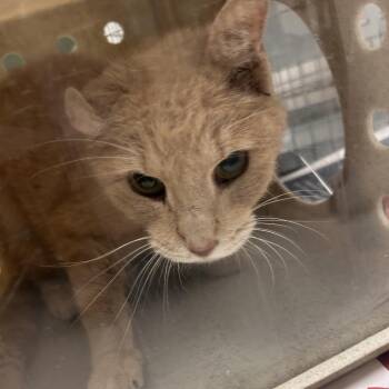 Domestic Short Hair Cats Available for Adoption - Haze | PetCurious