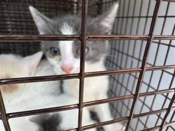 A661055 -  Domestic Short Hair Cat for Adoption in Houston, Texas - A661055 | PetCurious