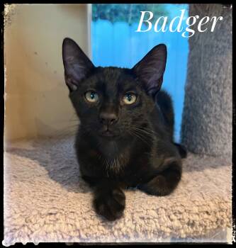 Rescue Domestic Short Hair Cats for Adoption in El Cajon, California - Badger | PetCurious