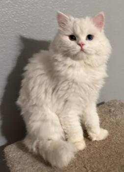Persian Cats Available for Adoption in San Jacinto, California - Moon | PetCurious