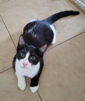 Goose Berri -  Domestic Short Hair and Tuxedo Cat for Adoption in Chandler, Arizona - Goose Berri | PetCurious