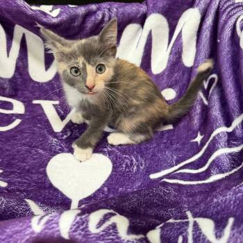Crayon -  Domestic Short Hair and Extra Toes Cat Hemingway Polydactyl Cat for Adoption in La Grange, Kentucky - Crayon | PetCurious