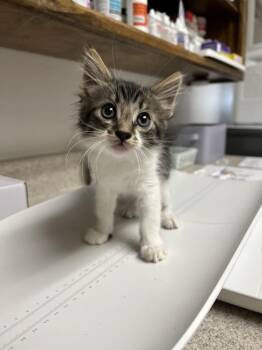 Domestic Medium Hair Cats Available for Adoption in Oakdale, California - Bisquick | PetCurious