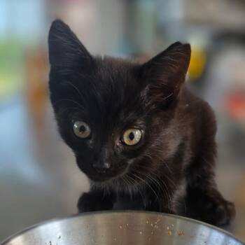 Goose -  Domestic Short Hair Cat for Adoption in Chapel Hill, North Carolina - Goose | PetCurious