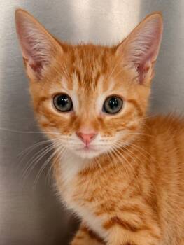 Tater- Tot -  Domestic Short Hair Cat for Adoption in Labelle, Florida - Tater- Tot | PetCurious