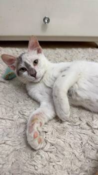 Rescue Burmilla and Himalayan Cats for Adoption in Brampton, Ontario - Simba T. | PetCurious