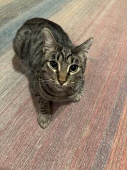 Rescue Domestic Short Hair Cats for Adoption in Albuquerque, New Mexico - Asher | PetCurious