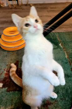 Rescue Domestic Short Hair Cats for Adoption in Penryn, California - Toot | PetCurious