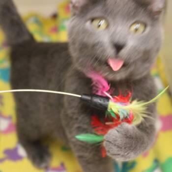 Chip -  Domestic Short Hair Cat for Adoption in Champaign, Illinois - Chip | PetCurious