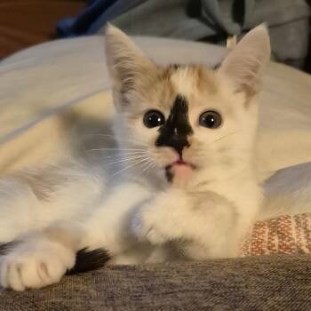 Lechie* -  Domestic Medium Hair Cat for Adoption in San Gabriel, California - Lechie* | PetCurious