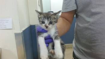 Domestic Short Hair Cats Available for Adoption - SIERRA | PetCurious