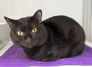 Domestic Short Hair Cats Available for Adoption in Alexandria, Virginia - Binxy (FIV+) | PetCurious